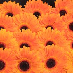 Gerbera orange Dutch Pride