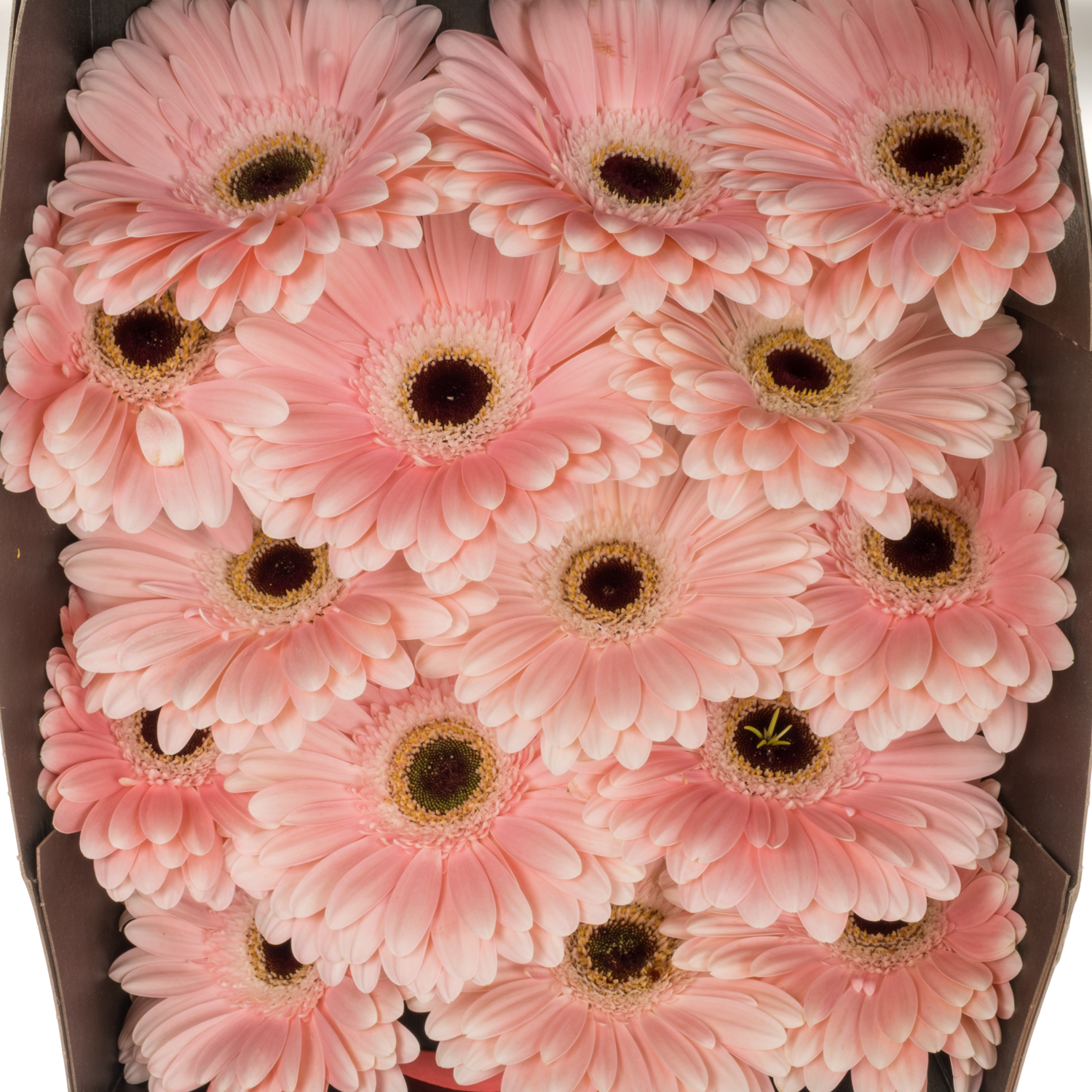 Gerbera hell rosa Dulci