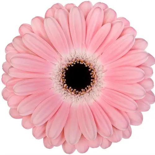 Gerbera hell rosa Dulci