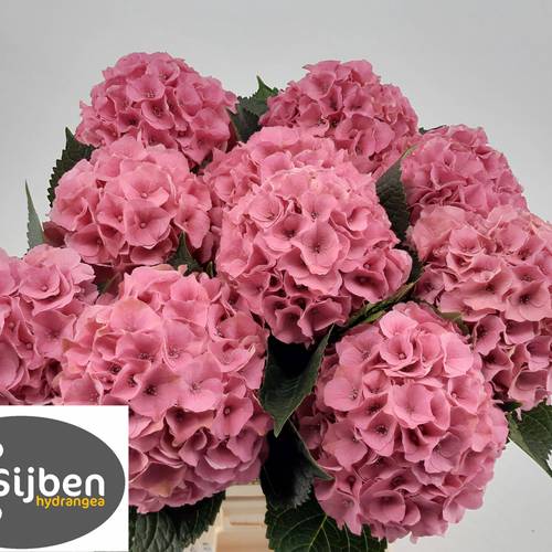 Hortensie altrosa Palace Bol 15-17cm 60cm