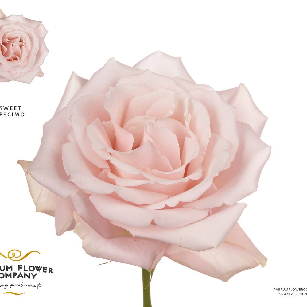 Rose hell rosa Sweet Escimo 50cm