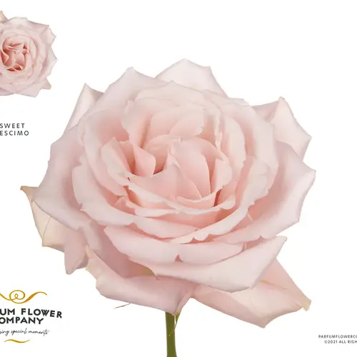 Rose hell rosa Sweet Escimo 50cm