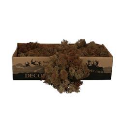 Islandmoos dunkel braun 500gr im Karton