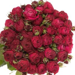 Rose verzweigt lila Party Trendsetter 7+Blüte 70cm