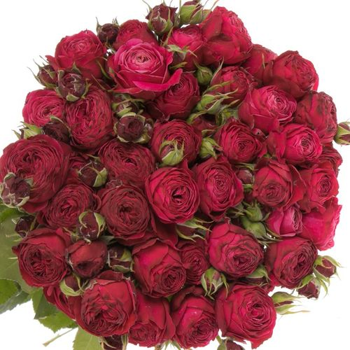 Rose verzweigt lila Party Trendsetter 7+Blüte 70cm