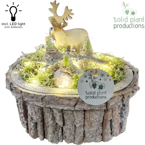 Hyac.Arr BOSH001LED Weihnachten +LED T22 H021