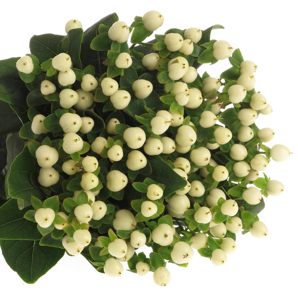 Hypericum weiss Coco Uno 40cm