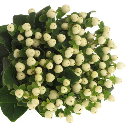 Hypericum weiss Coco Uno 40cm