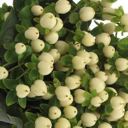 Hypericum weiss Coco Uno 40cm
