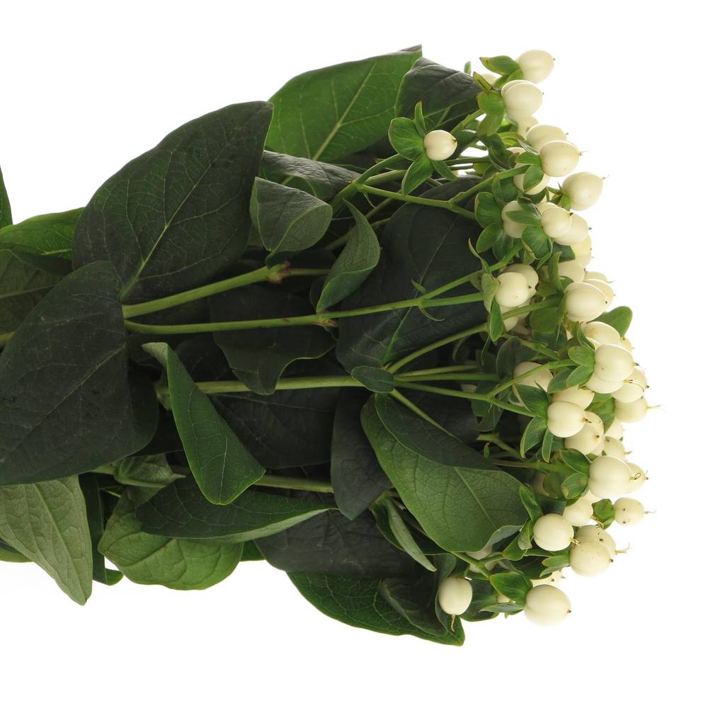 Hypericum weiss Coco Uno 40cm