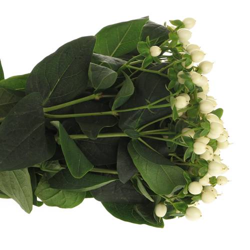 Hypericum weiss Coco Uno 40cm
