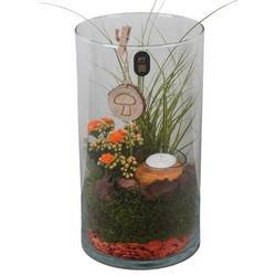 Carex.Arr PTHG8272 Herbst T16 H032