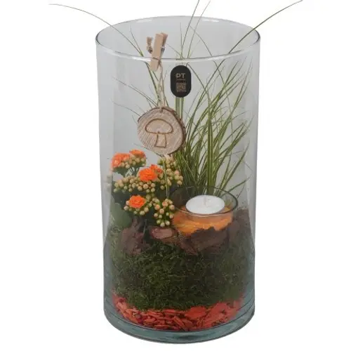 Carex.Arr PTHG8272 Herbst T16 H032