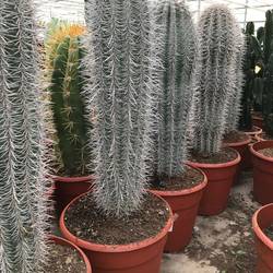 Pachycereus Pringlei T28 H070