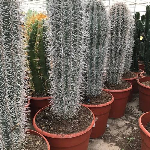 Pachycereus Pringlei T28 H070