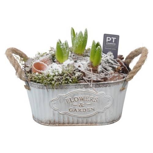 Hyac.Arr PTWH4066 weisse Bl. Winter T24 H021