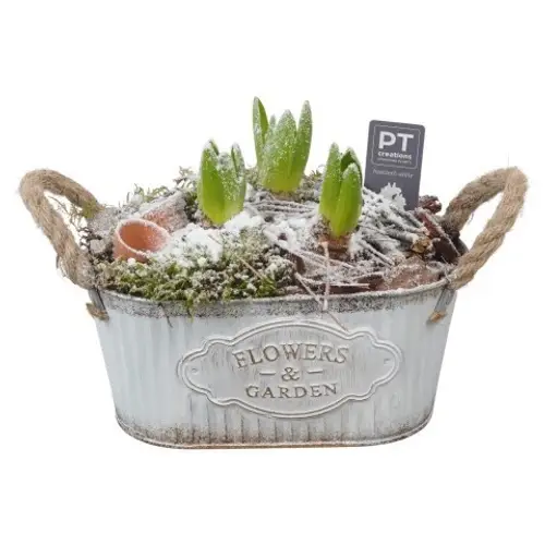 Hyac.Arr PTWH4066 weisse Bl. Winter T24 H021