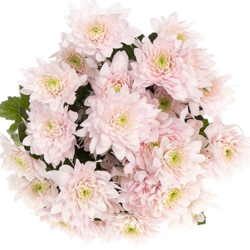 Chrys.Tros rosa Pastela 85 Gramm