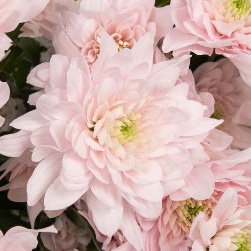 Chrys.Tros rosa Pastela 85 Gramm