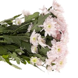 Chrys.Tros rosa Pastela 85 Gramm