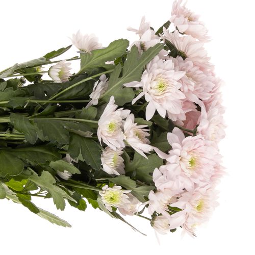 Chrys.Tros rosa Pastela 85 Gramm
