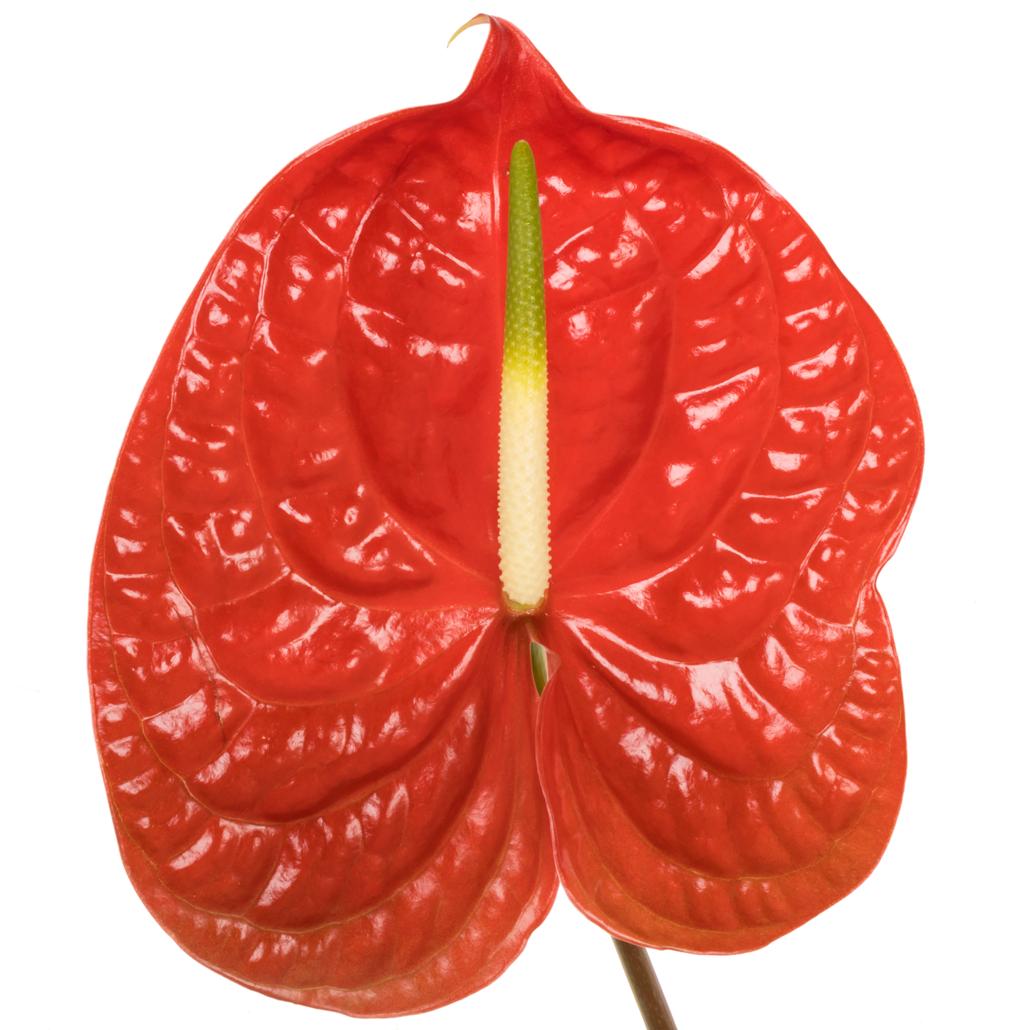 Anthurium rot Calisto Blüte 18cm