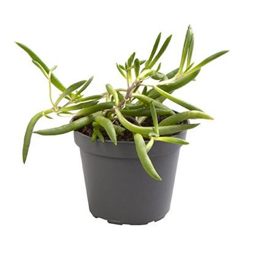 Senecio Herreanus Purple Flush T06