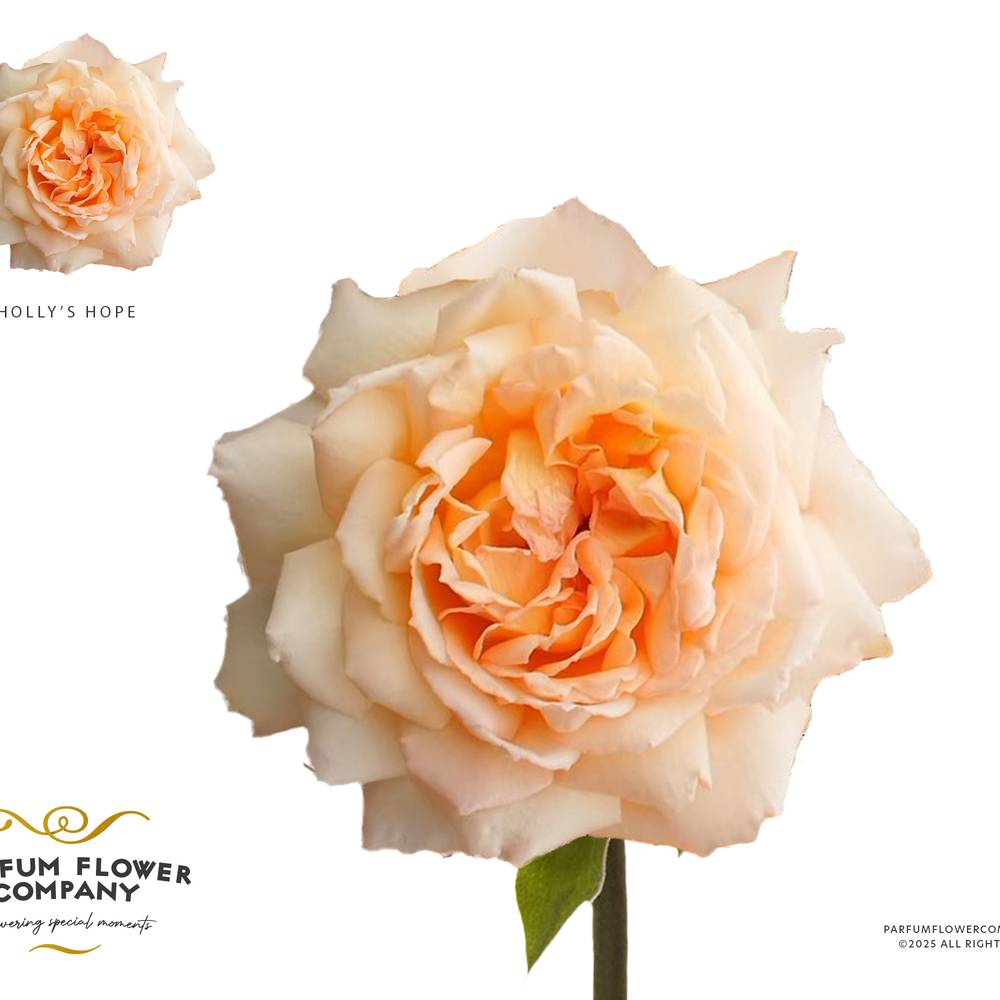 Rose apricot Princess Holly's Hope 50cm