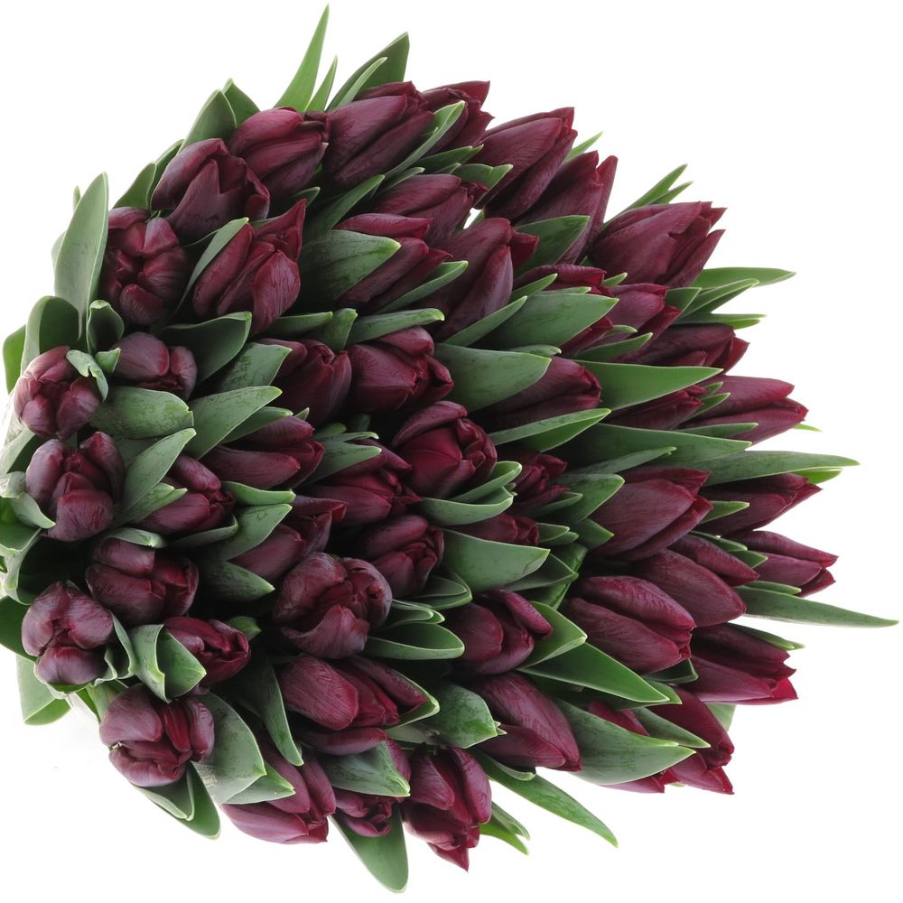 Tulpe schwarz Ronaldo 28 Gramm