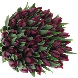 Tulpe schwarz Ronaldo 28 Gramm