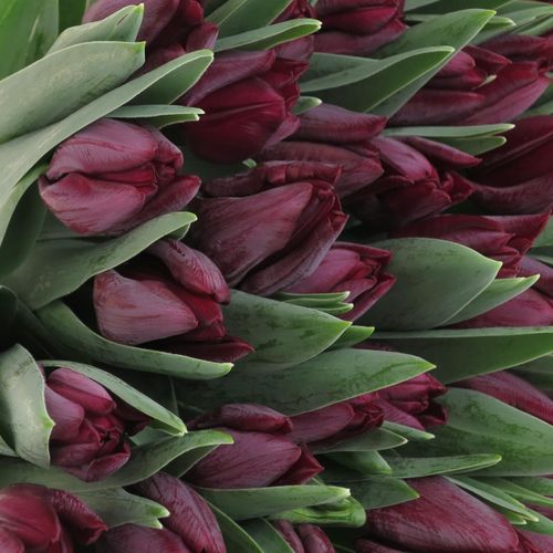 Tulpe schwarz Ronaldo 28 Gramm