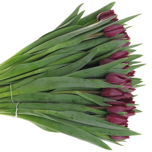 Tulpe schwarz Ronaldo 28 Gramm