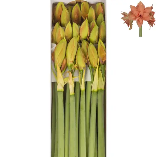 Amaryllis Krt.orange gefüllt Flam.Majesty 2 bl x 15