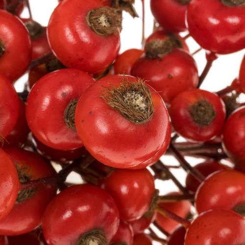 Hagebutte rot Hooijdonk 50cm