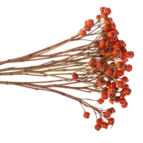 Hagebutte rot Hooijdonk 50cm