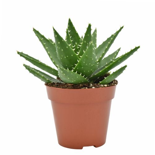 Aloë Mitriformis T12 H15