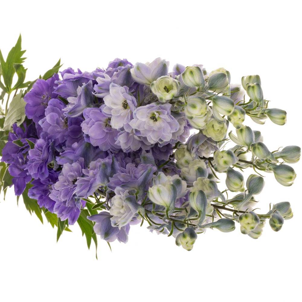 Delphinium lila Purple Heart 120cm