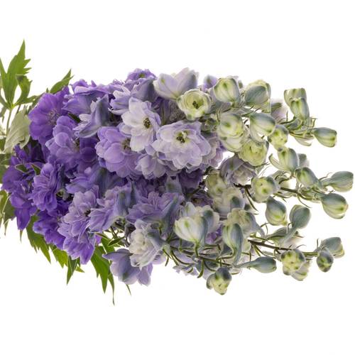 Delphinium lila Purple Heart 120cm