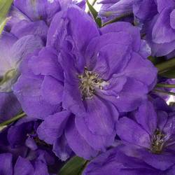 Delphinium lila Purple Heart 120cm