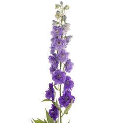 Delphinium lila Purple Heart 120cm