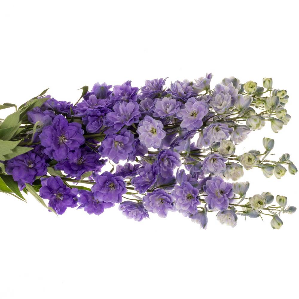 Delphinium lila Purple Heart 120cm