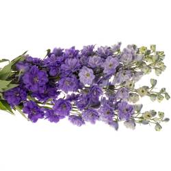 Delphinium lila Purple Heart 120cm