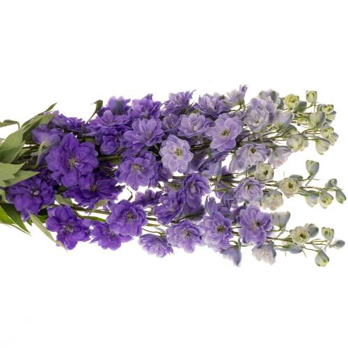 Delphinium lila Purple Heart 120cm