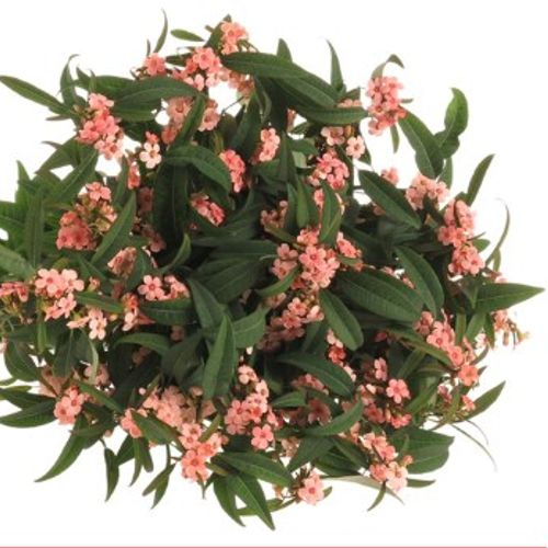 Euphorbia pink baron Tros Kam Blüte 15cm 80c