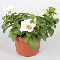 Petunia Surfinia weiss H020