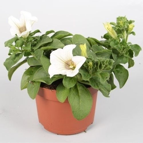 Petunia Surfinia weiss H020