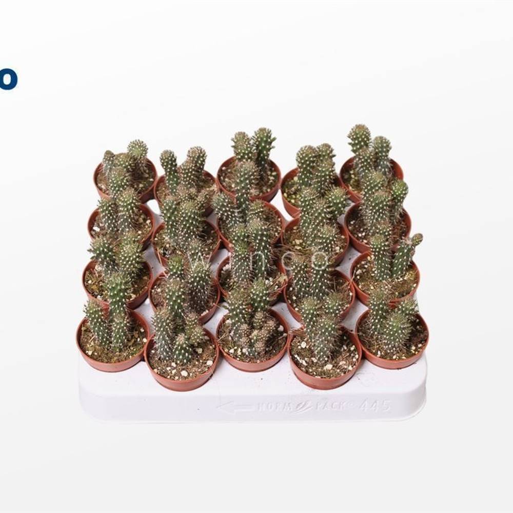 Opuntia Fulgida T5 H15