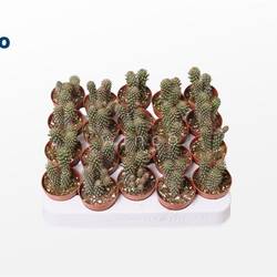 Opuntia Fulgida T5 H15