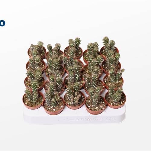 Opuntia Fulgida T5 H15