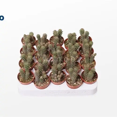 Opuntia Fulgida T5 H15